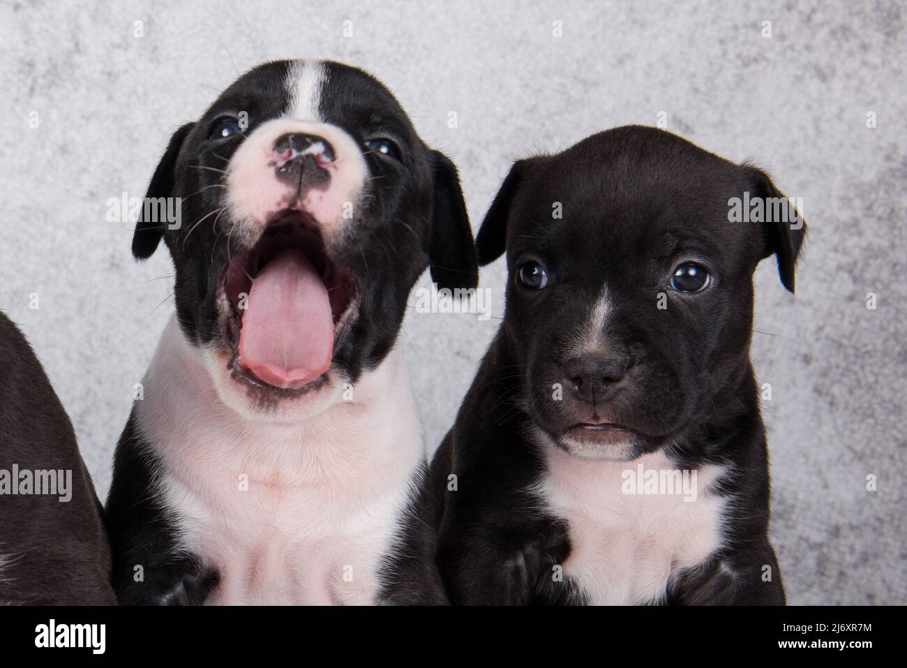 Chiens de Staffordshire Terrier noir et blanc ou chiots AmStaff sur fond gris Banque D'Images