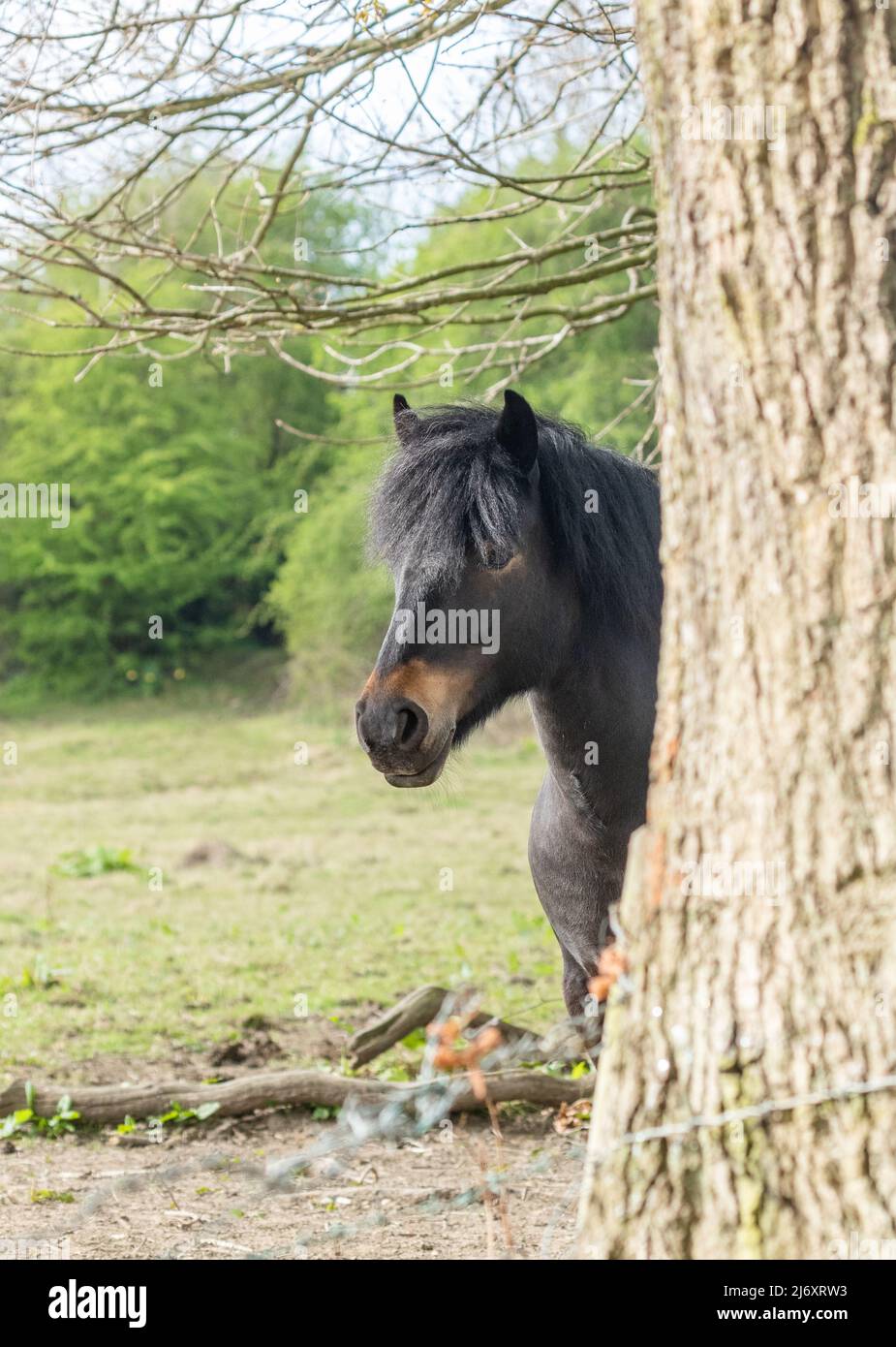 Poney brun foncé qui regarde autour d'un tronc d'arbre dans le Yorkshire, en Angleterre. Banque D'Images