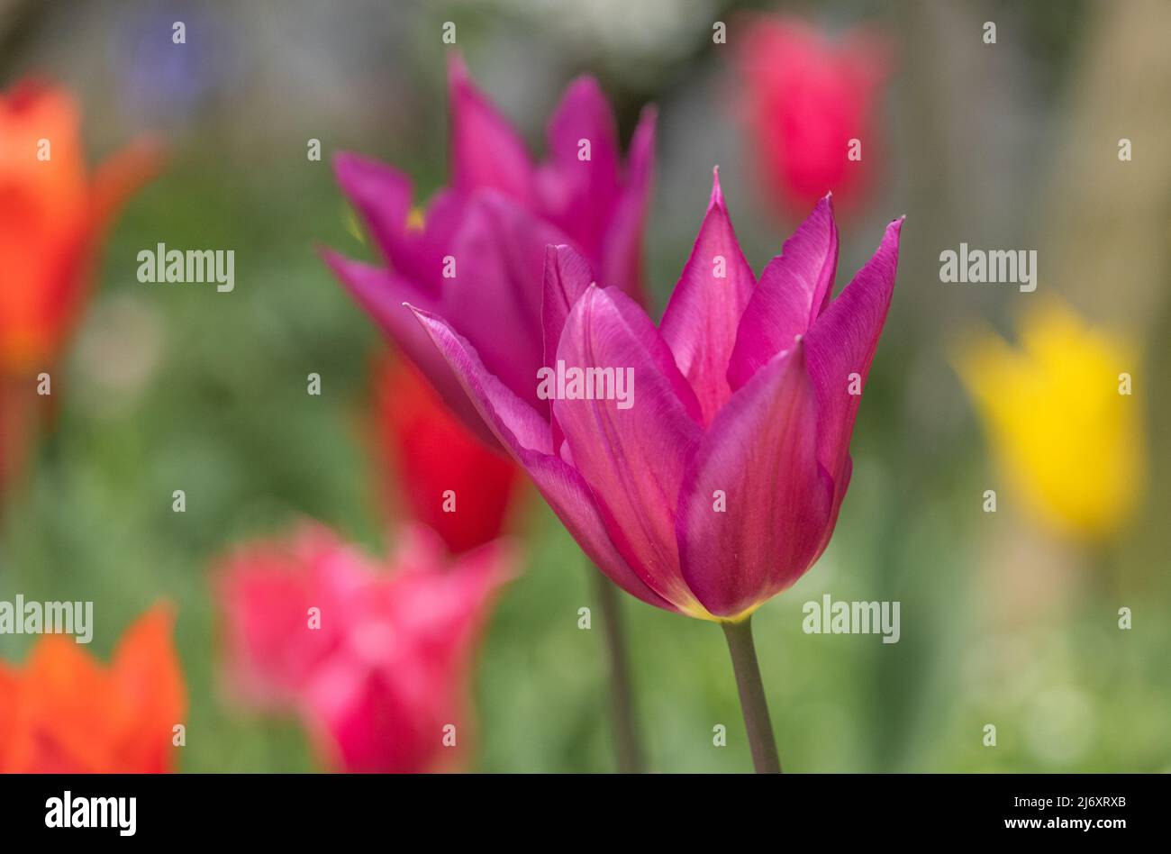 Tulipa 'Purple Dream' s'ouvre sous le soleil de printemps. Banque D'Images