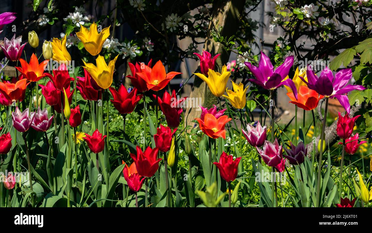 Tulipes de lys mélangées en pleine fleur. Banque D'Images