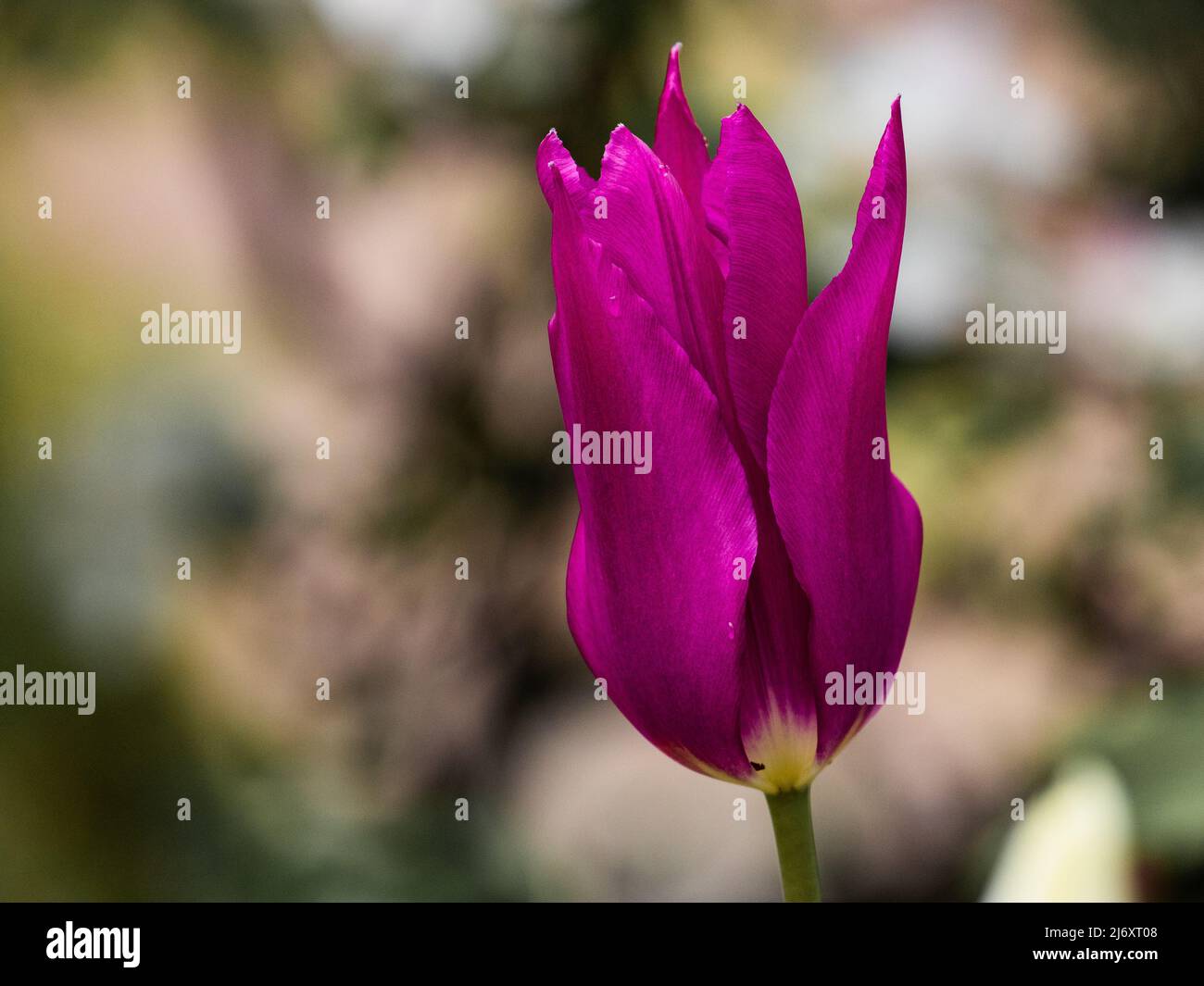 Tulipa 'Purple Dream' gros plan. Une tulipe de lys violette avec un centre jaune. Banque D'Images