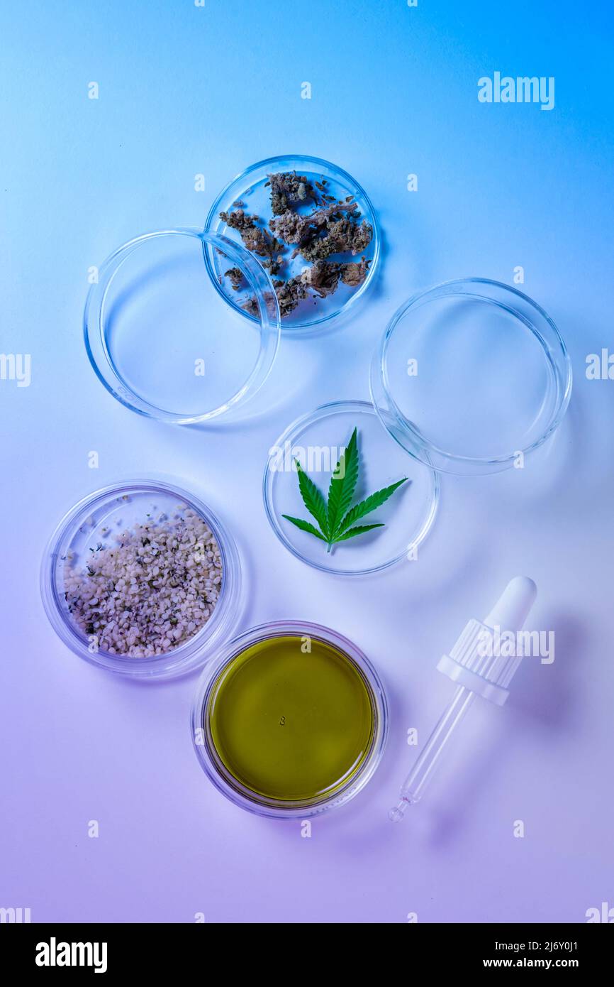 Laboratoire cosmétique abstrait à la lumière du néon de la recherche sur le cannabis. Duotone bleu et violet. Cosmétiques naturels ou super-aliments. Usage légal et médical de la marijuana. Vue de dessus. Banque D'Images