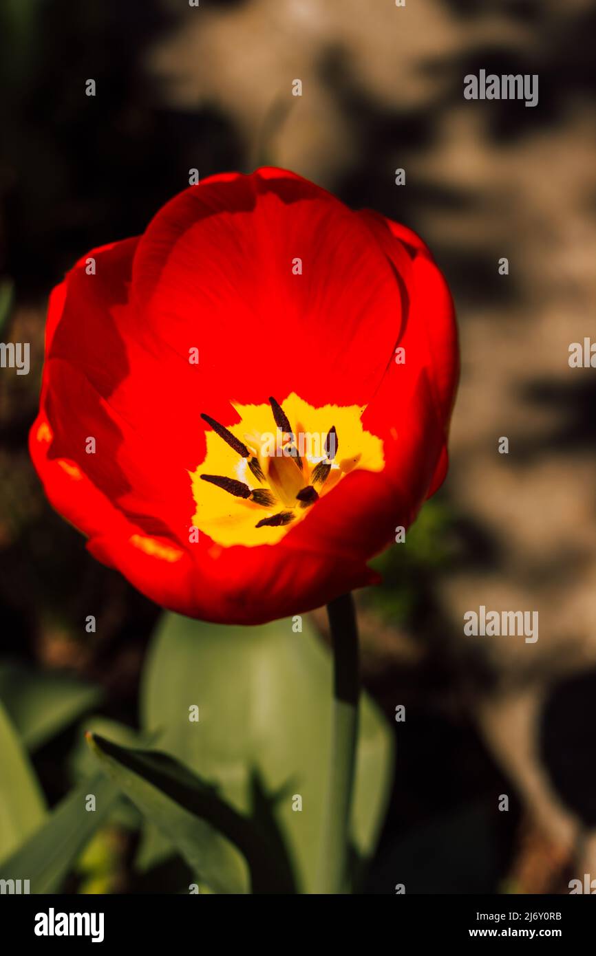 Une belle tulipe rouge fleurit un jour ensoleillé Banque D'Images