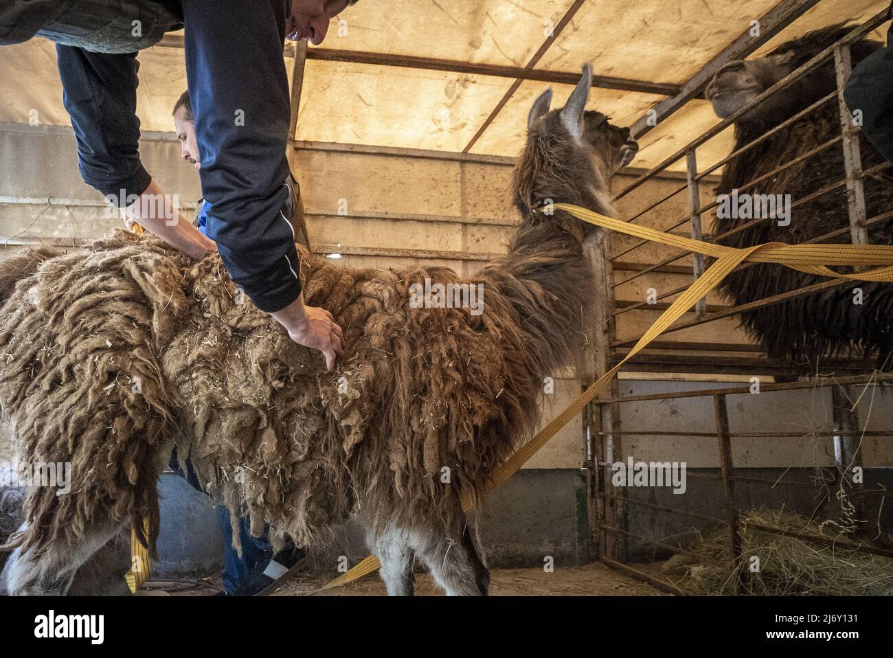 Kharkiv, Ukraine, le mercredi 4 mai 2022. Les employés d'Eco-Park sauvent des animaux du parc pour être amenés dans la ville de Poltava pour la sécurité après que les Russes ont bombardé la région, tuant des dizaines d'animaux à l'extérieur de Kharkiv, Ukraine, le mercredi 4 mai 2022. La Russie a lancé mercredi des roquettes incendiaires dans la deuxième plus grande ville d'Ukraine -- qui a déclenché un grand incendie dans un quartier civil de Kharkiv -- après avoir lancé des attaques de missiles dans le pays ravagé par la bataille. Photo de Ken Cedeno/UPI crédit: UPI/Alay Live News Banque D'Images