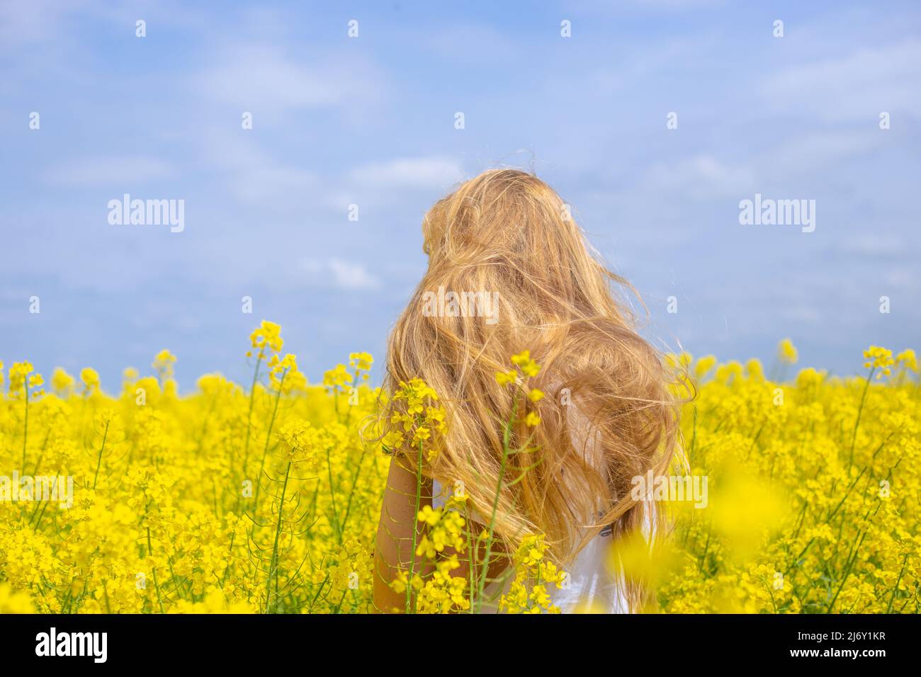 une femme aux cheveux longs blonds est soufflée par le vent, sur un champ de fleurs de colza, vue arrière. Banque D'Images