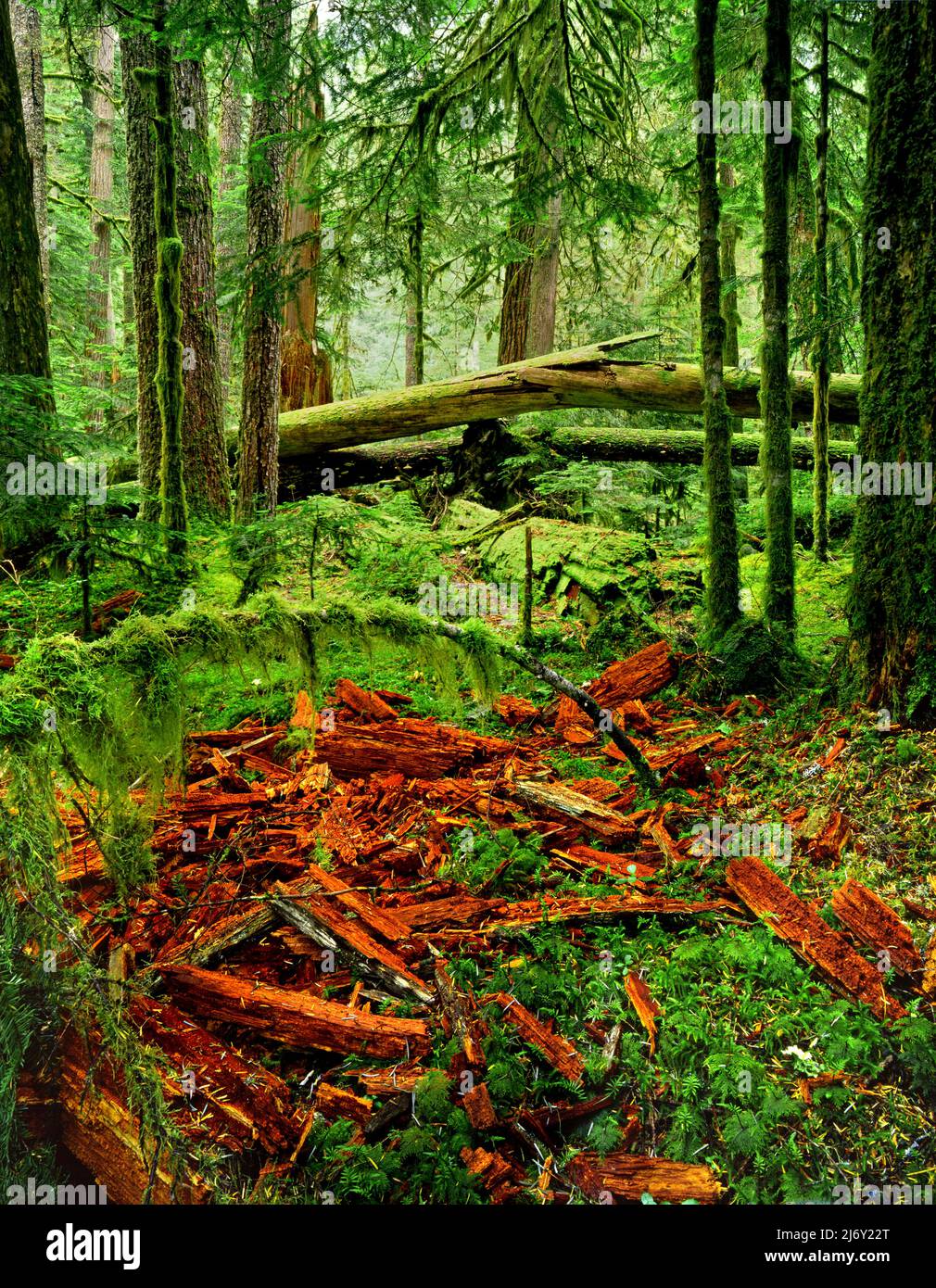 Forêt tropicale de la rivière carbone, parc national du Mont Rainier Banque D'Images