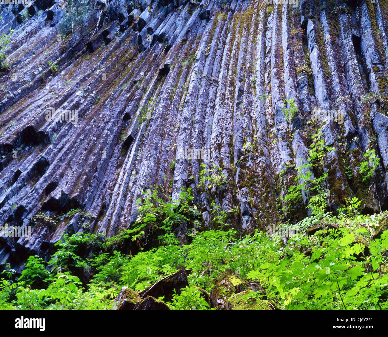 Collonades, Wonderland Trail, Mt. Parc national de Rainier, Washington Banque D'Images