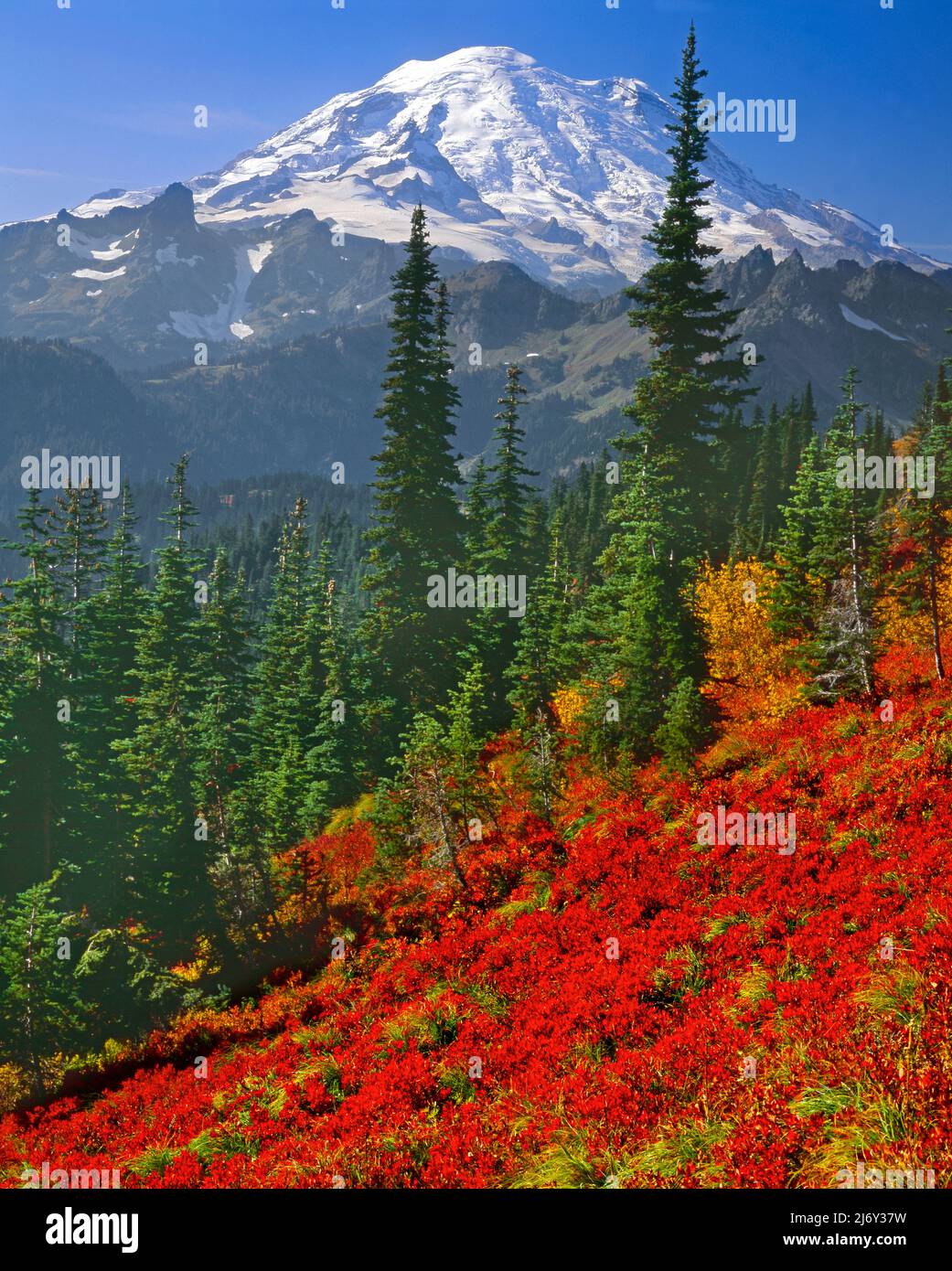 Les champs de Huckleberry sous Mt. Rainier à Mt. Parc national de Rainier, Washington Banque D'Images