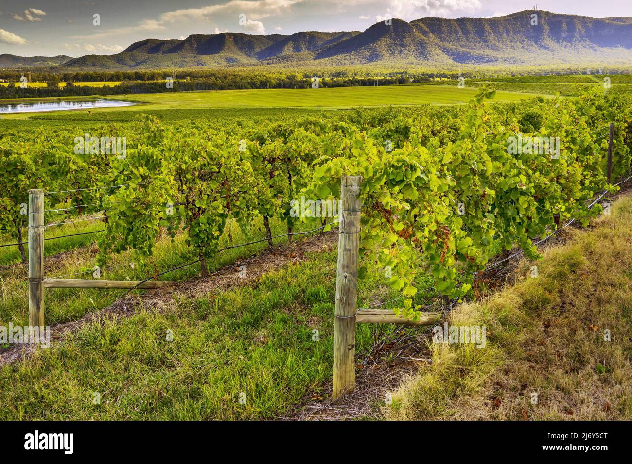 Vignes en fin d'après-midi lumière avec les montagnes de Watagan au loin. Hunter Valley, Nouvelle-Galles du Sud Australie Banque D'Images