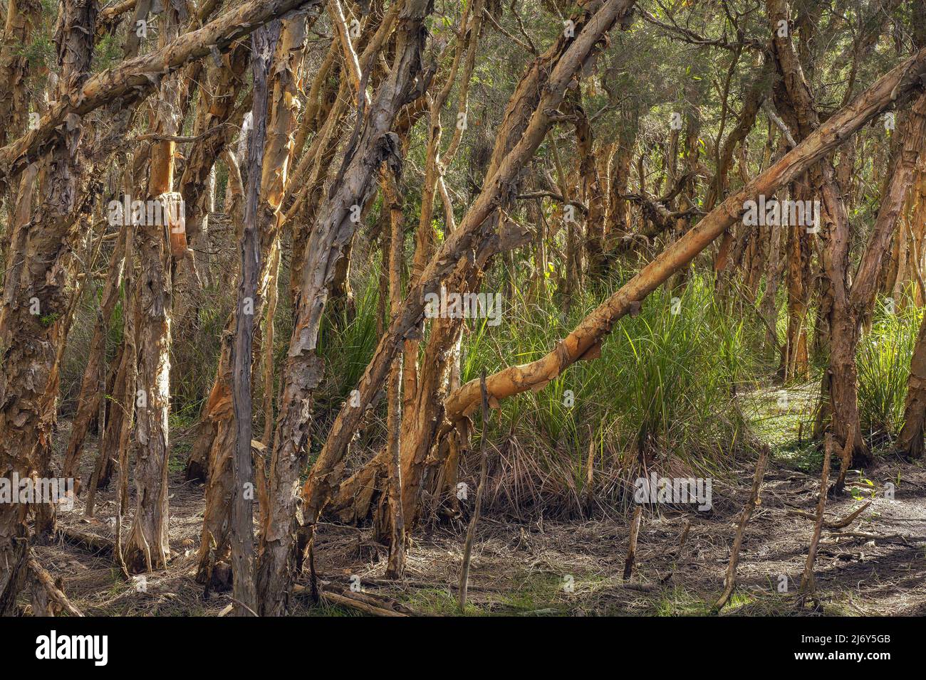 L'écorce de paper feuillue (Melaleuca quinquenervia), répandue le long de la côte est de Sydney et dans le Queensland. Banque D'Images