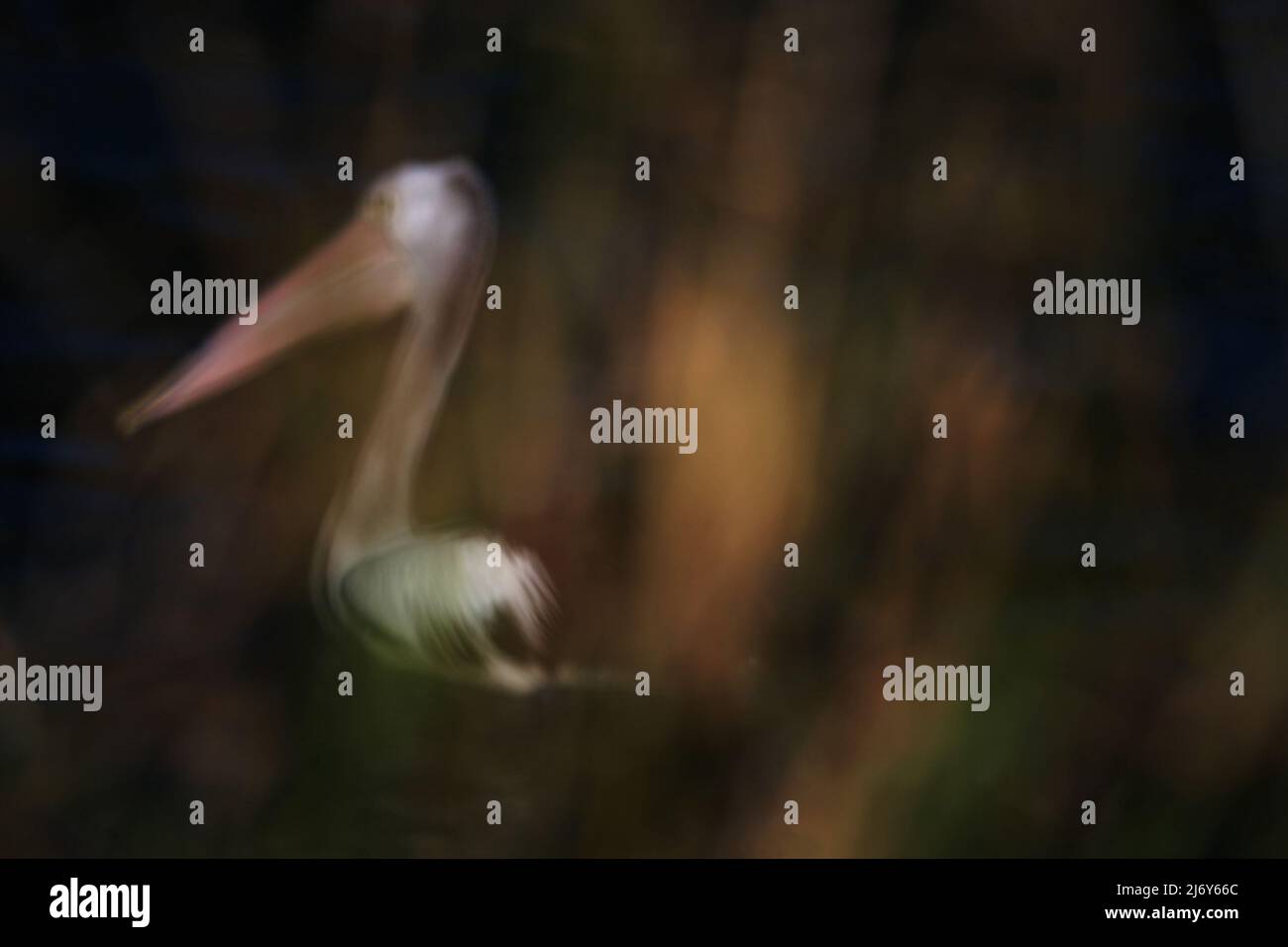 Pélican australien (Pelecanus ospillatus), photographie abstraite de l'oiseau unique sur le lac. Nouvelle-Galles du Sud Banque D'Images