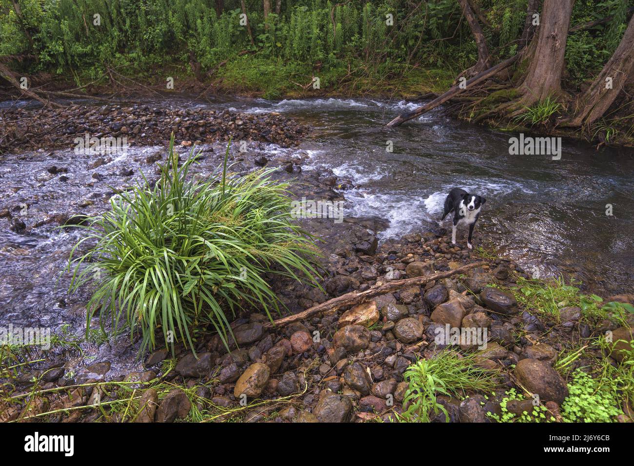 Bordure noire et blanche de collie refroidissement dans Shallow creek. Caparra, Nouvelle-Galles du Sud, Australie Banque D'Images