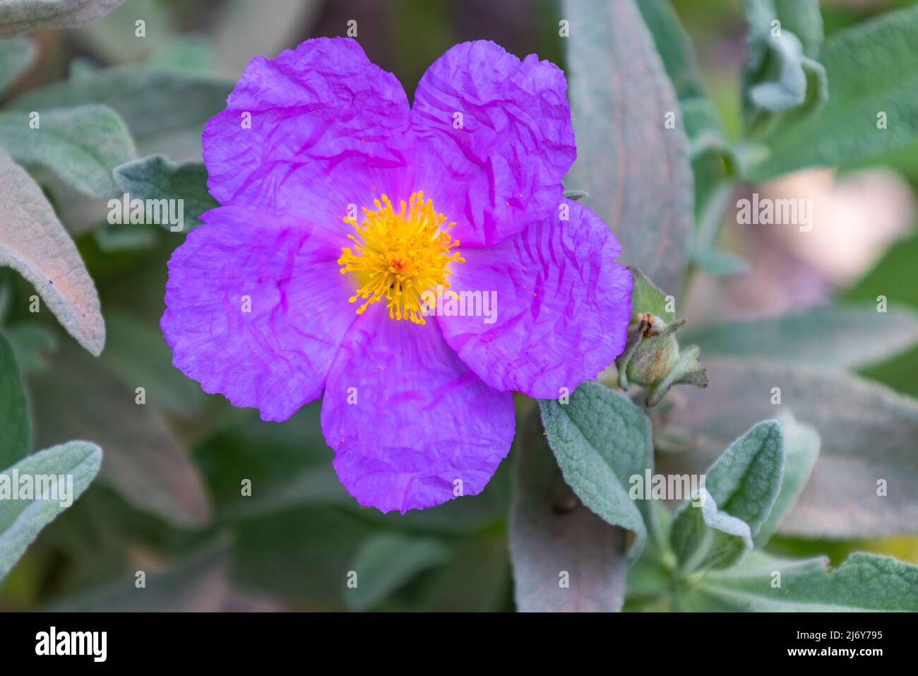 Le cistus albidus, le cistus à feuilles grises, est une espèce de plantes à fleurs en caoutchouc de la famille des cistaceae, avec des fleurs roses à pourpres, indigènes au sud- Banque D'Images