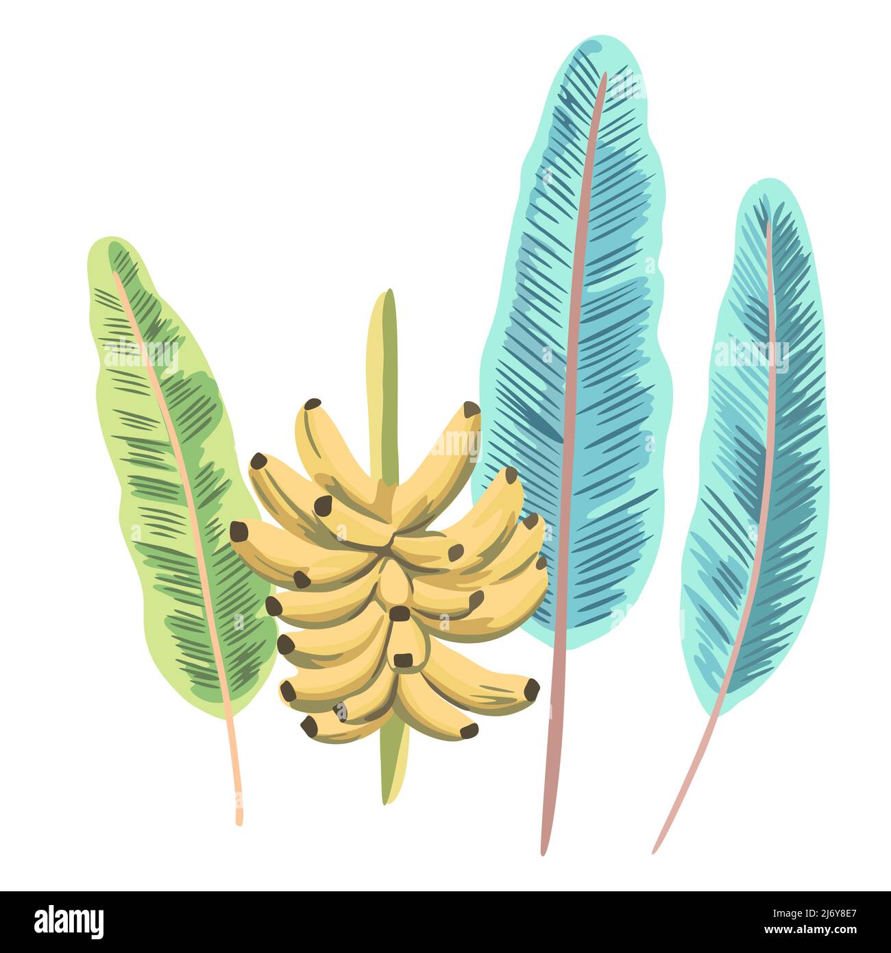 Branche de bananes mûres avec feuilles. Illustration vectorielle dessinée à la main isolée sur fond blanc. Illustration de Vecteur