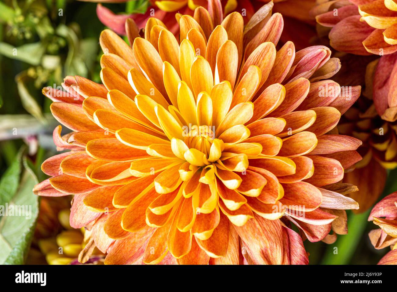 Fleurs de Chrysanthemum magnifiques et colorées, en gros plan, prêtes pour le printemps. Banque D'Images