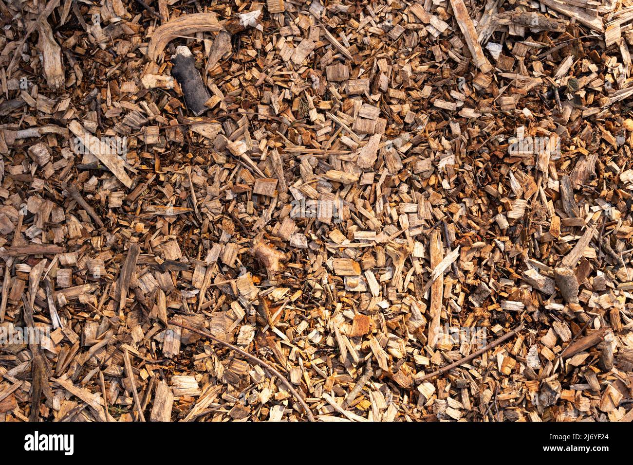 Arrière-plan de texture des copeaux de paillis d'écorce. Paillis de bois sur le sol. Petites parties se trouvant autour dans une orientation chaotique. Revêtement en matériau naturel Banque D'Images