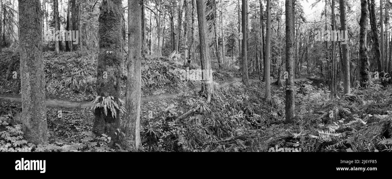 Un beau sentier serpente à travers des arbres, des fougères et d'autres végétation dans le pittoresque Forest Park, dans le nord-ouest de Portland, Oregon. Banque D'Images