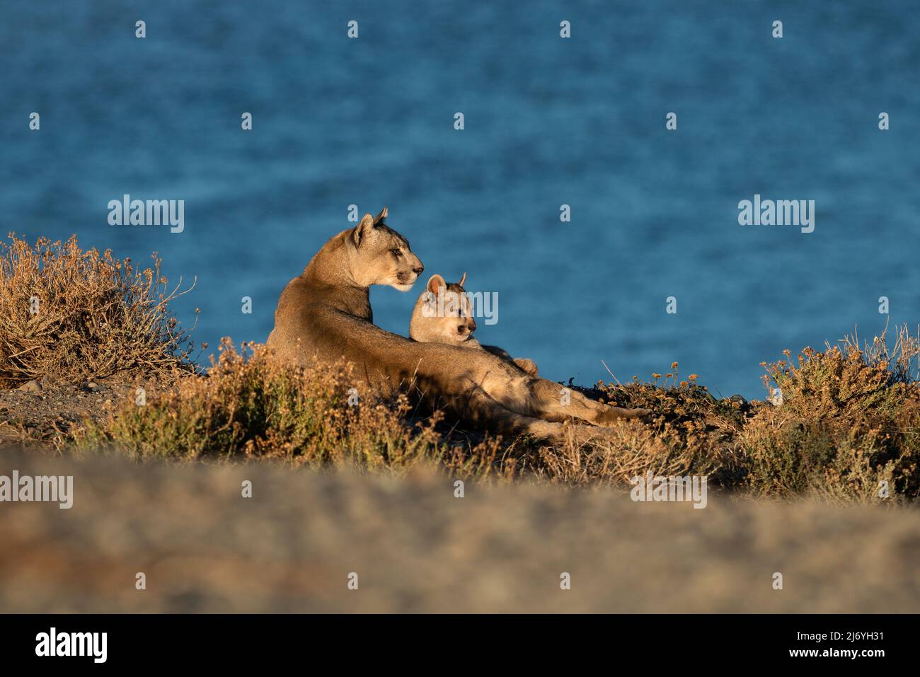 Une Puma femelle avec son cub Banque D'Images