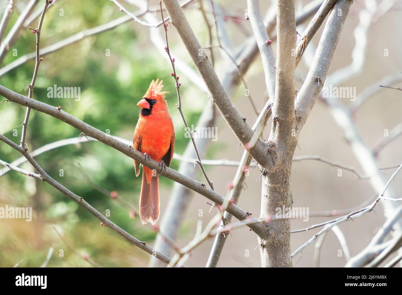 Cardinal du Nord (Cardinalis cardinalis) perçant sur une branche d'arbre. Maryland. ÉTATS-UNIS Banque D'Images Cardinal du Nord (Cardinalis cardinalis) perçant sur une branche d'arbre. Maryland. ÉTATS-UNIS Banque D'Images