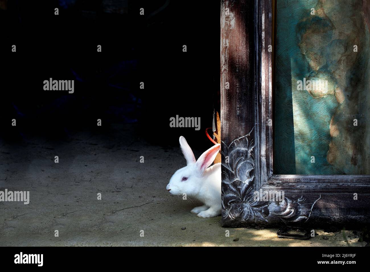 Lapin apparaissant derrière un tableau encadré. Banque D'Images
