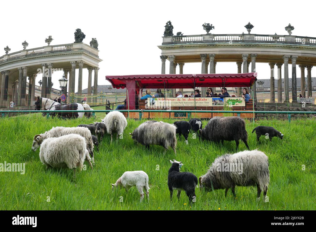 04 mai 2022, Brandebourg, Potsdam: Le premier d'un total de 150 moutons peut être vu après leur arrivée sur la prairie à Rossbrunnen derrière le palais de Sanssouci. Une calèche tirée par des chevaux pour les touristes avec l'inscription « Palace and City Tour » se trouve dans la rue. La Fondation Prusse des palais et des jardins Berlin-Brandebourg (SPSG) utilise des moutons et des agneaux de la race Guteschafe pour l'entretien écologique des prairies dans le parc autour du palais. La race vient de Suède, est très frugal et robuste et est donc régulièrement utilisée dans les réserves naturelles. Photo: Soeren Stache/dpa Banque D'Images