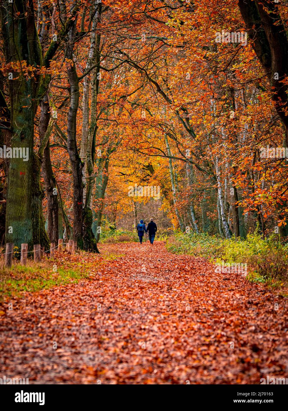 vue arrière d'un couple adulte tenant les mains marchant au loin le long d'un chemin à travers un tunnel d'arbre pendant une journée d'automne idyllique avec des feuilles d'orange Banque D'Images