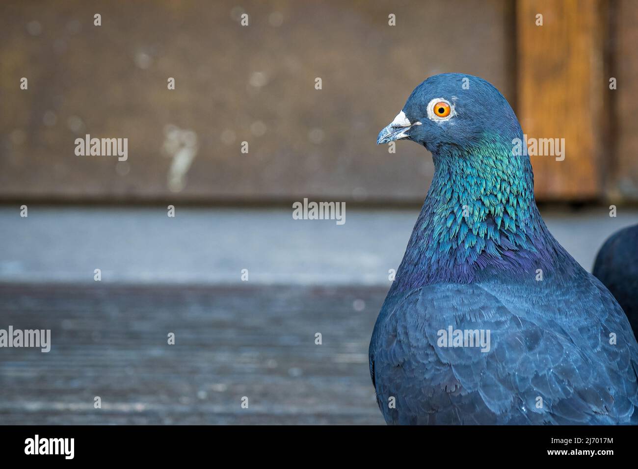 image horizontale d'un pigeon gris (columba livia domestica) avec un œil orange, un col brillant vert et un espace de copie sur le côté gauche. Banque D'Images