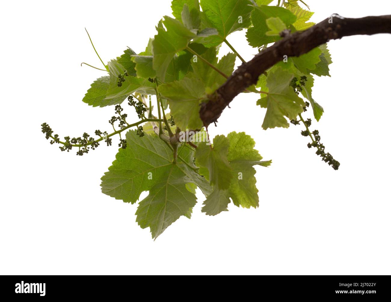 Viticulture de Gran Canaria - nouvelles pousses sur les plantes grimpantes, isolées sur blanc Banque D'Images