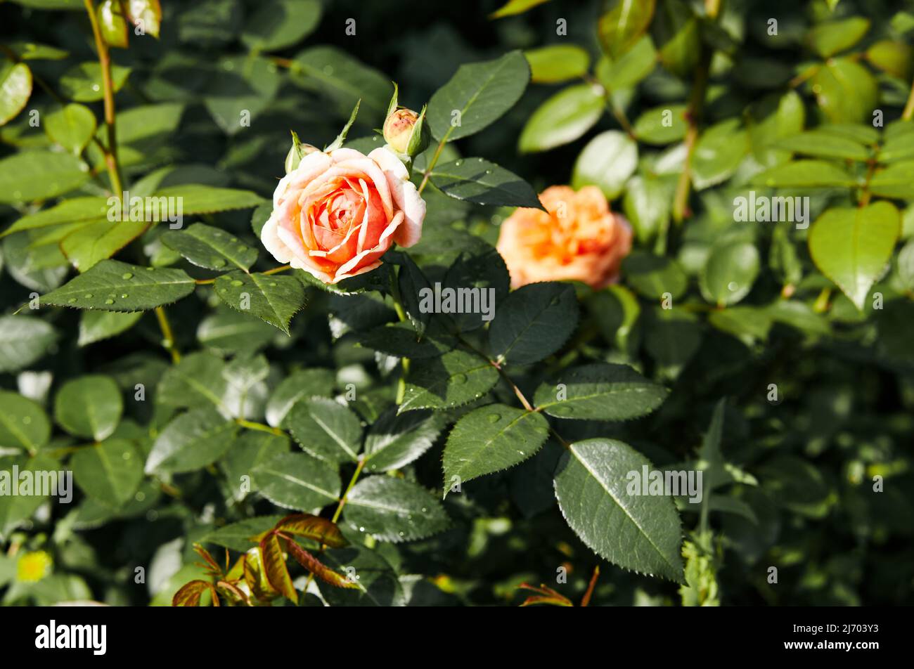 Rose rose avec gouttes d'eau dans le jardin.Un Bush de belle rose dans la lumière de l'été.Belle plante de rose en fleurs au printemps ou en été Banque D'Images