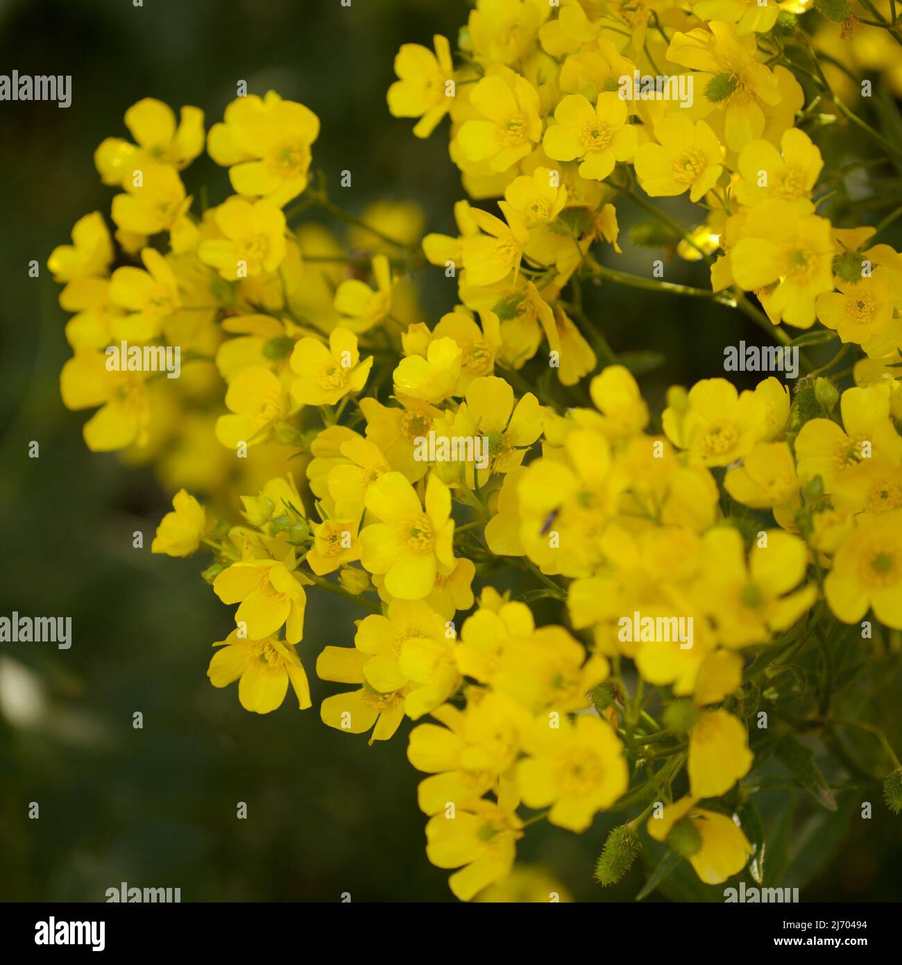 Flora of Gran Canaria - fleurs jaune vif de Ranunculus cortusifolius, buttercup canari fond macro floral naturel Banque D'Images