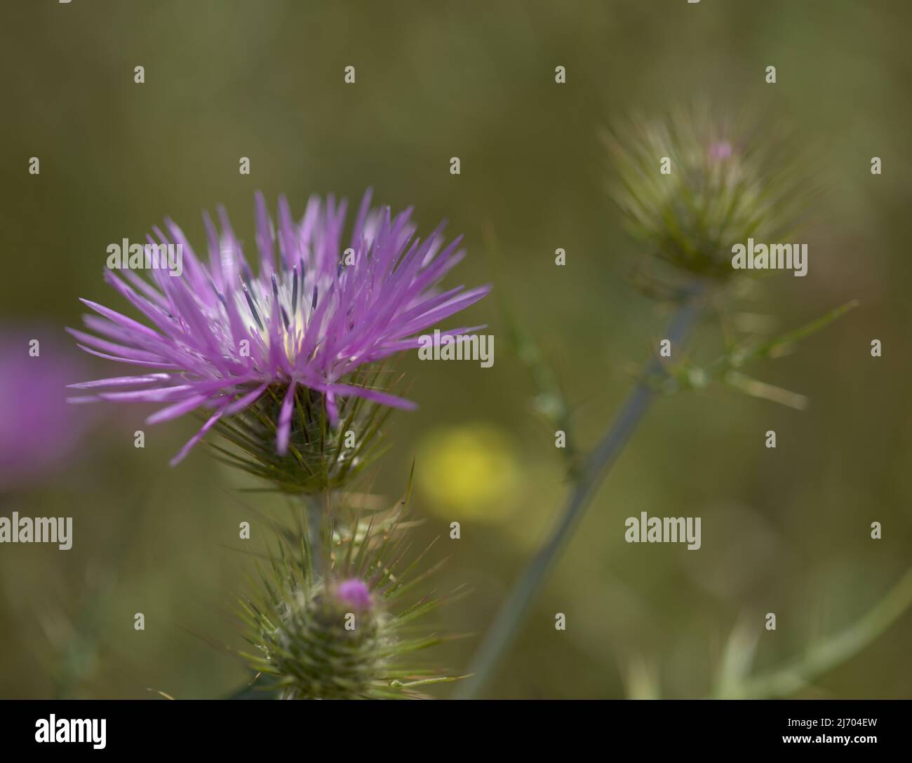 Flora of Gran Canaria - Galatites tomentosa, fond floral macro naturel Banque D'Images