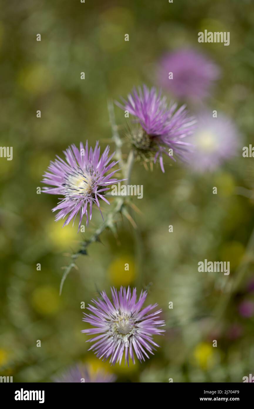 Flora of Gran Canaria - Galatites tomentosa, fond floral macro naturel Banque D'Images