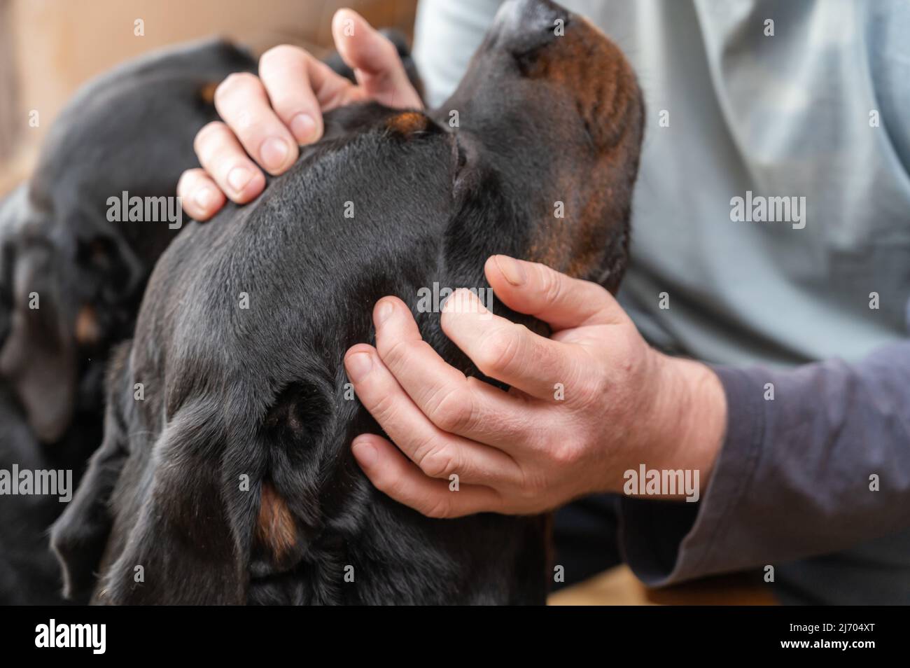 Un homme et deux rottweilers. Le propriétaire s'occupe de ses animaux de compagnie, qui sont assis devant lui. Chiens Rottweiler pour adultes de sexe féminin et masculin. A l'intérieur de la salle de séjour Banque D'Images