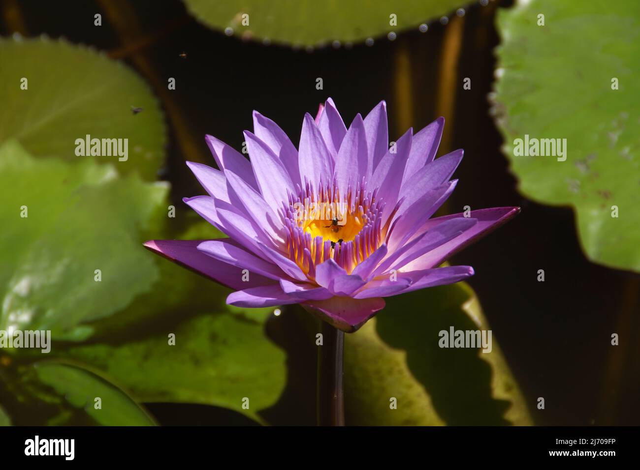 Lotus bleu Banque D'Images