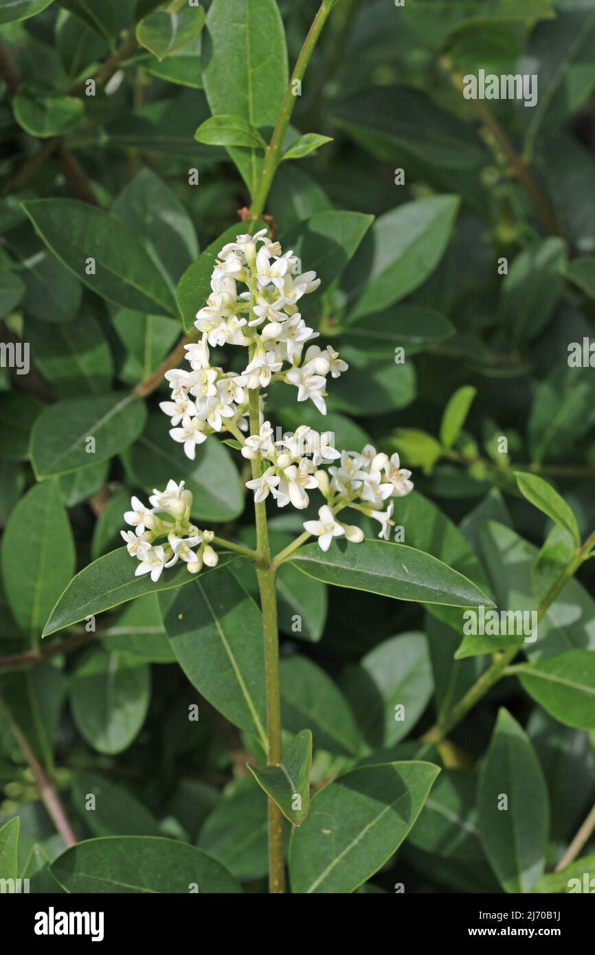 Blanc privet, Ligustrum vulgare, pic de fleur gros plan avec un arrière-plan flou de feuilles. Banque D'Images