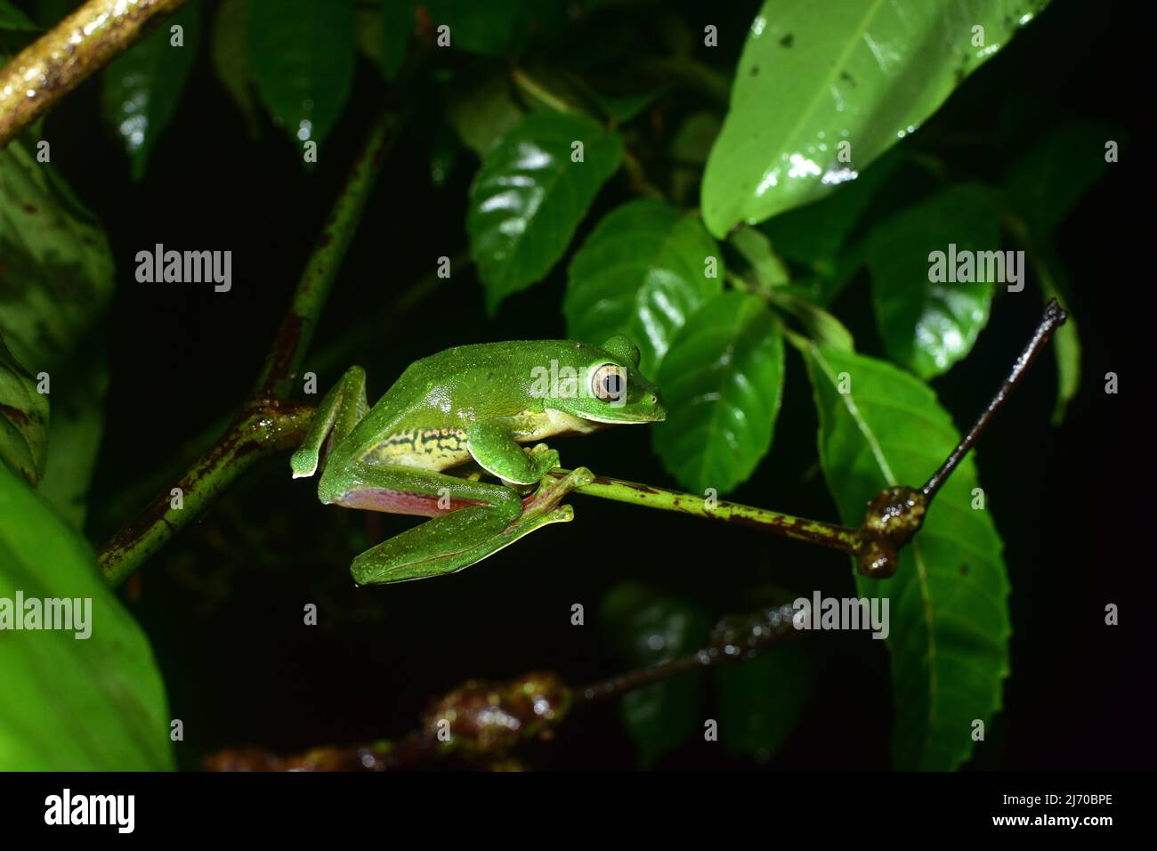 MALABAR Gliding Frog, Amboli, Sindhudurg, Maharashtra, Inde Banque D'Images