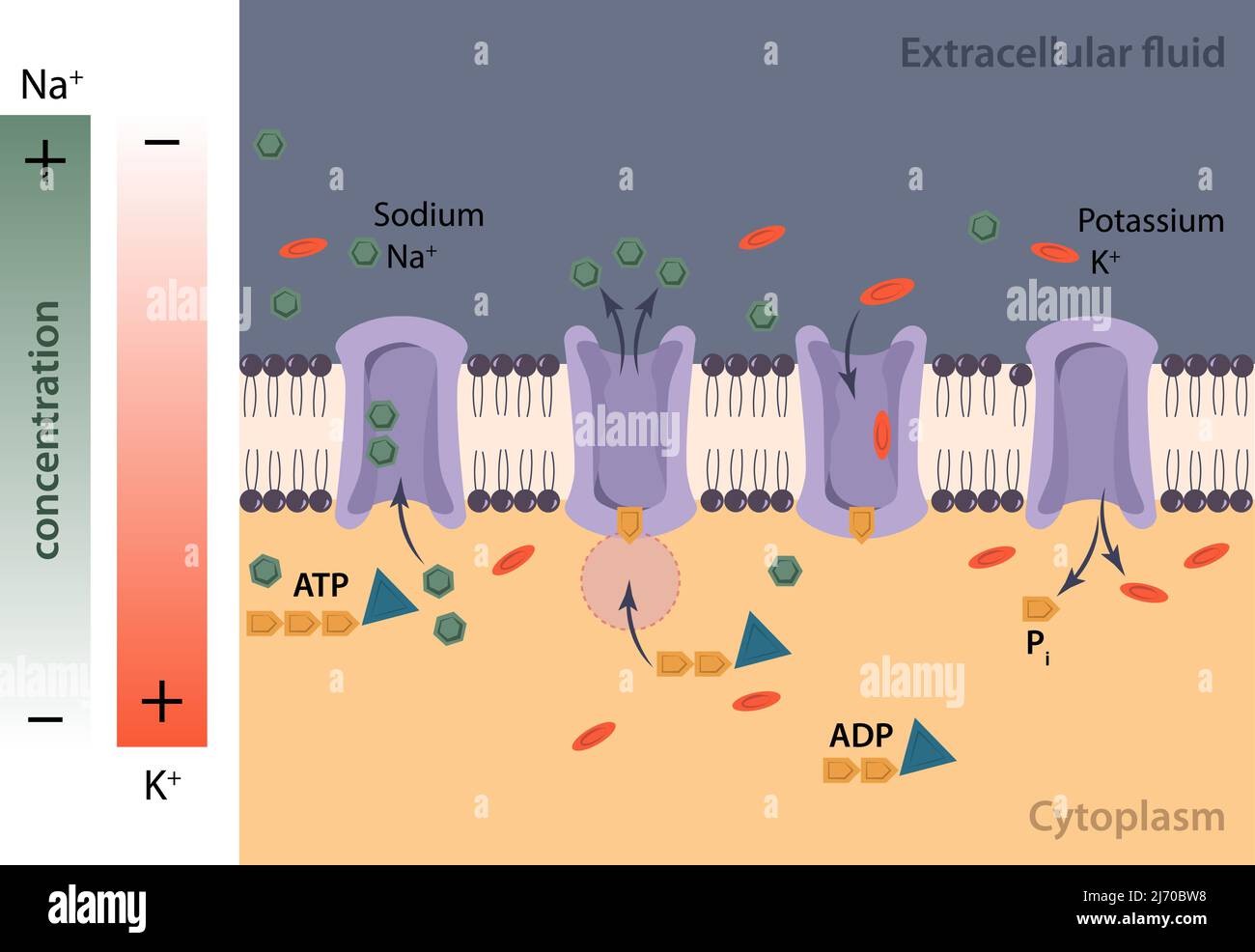 Transport actif contre un gradient de concentration via une pompe à membrane qui nécessite de l'énergie. Illustration de Vecteur