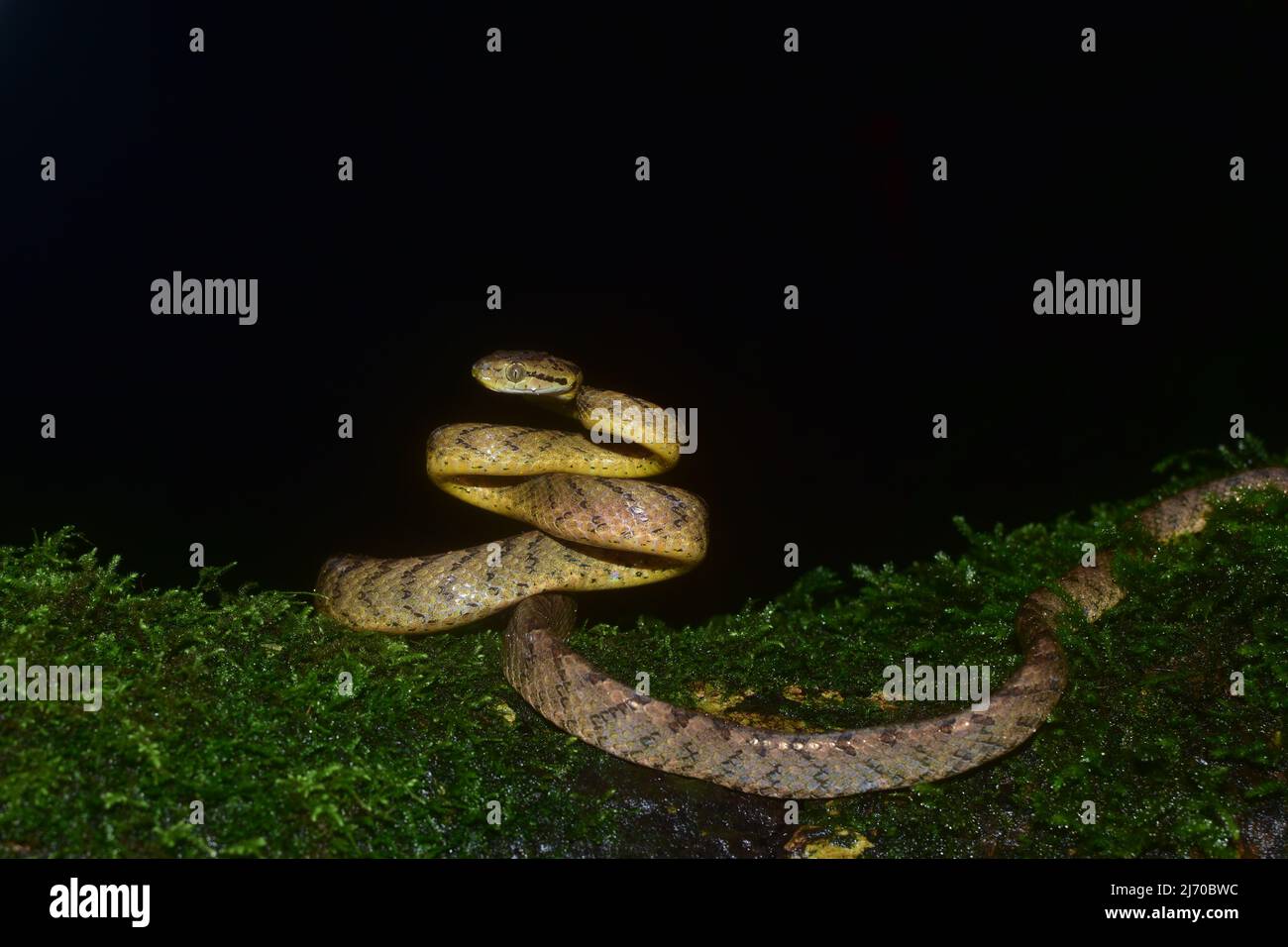 Serpent à chat, Amboli, Sindhudurg, Maharashtra, Inde Banque D'Images