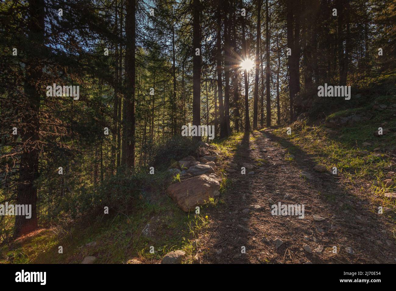 Chemin dans une majestueuse forêt de sapins verts avec de beaux rayons du soleil Banque D'Images