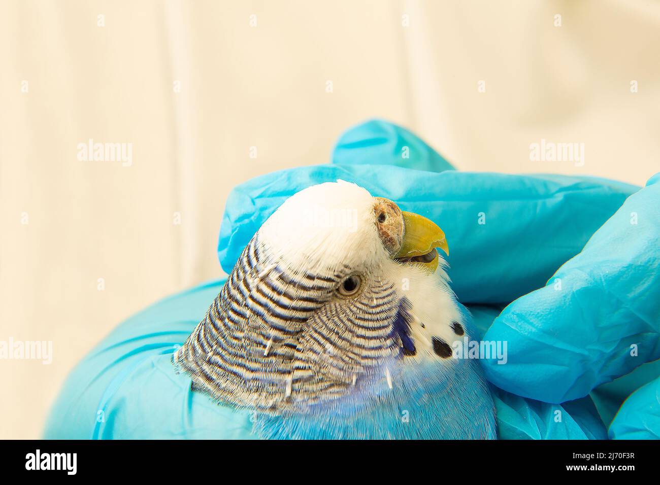 Un perroquet malade entre les mains d'un vétéran. Portrait d'un oiseau malsain. La maladie de la plume. Animaux de compagnie dans la clinique vétérinaire à la réception. Banque D'Images
