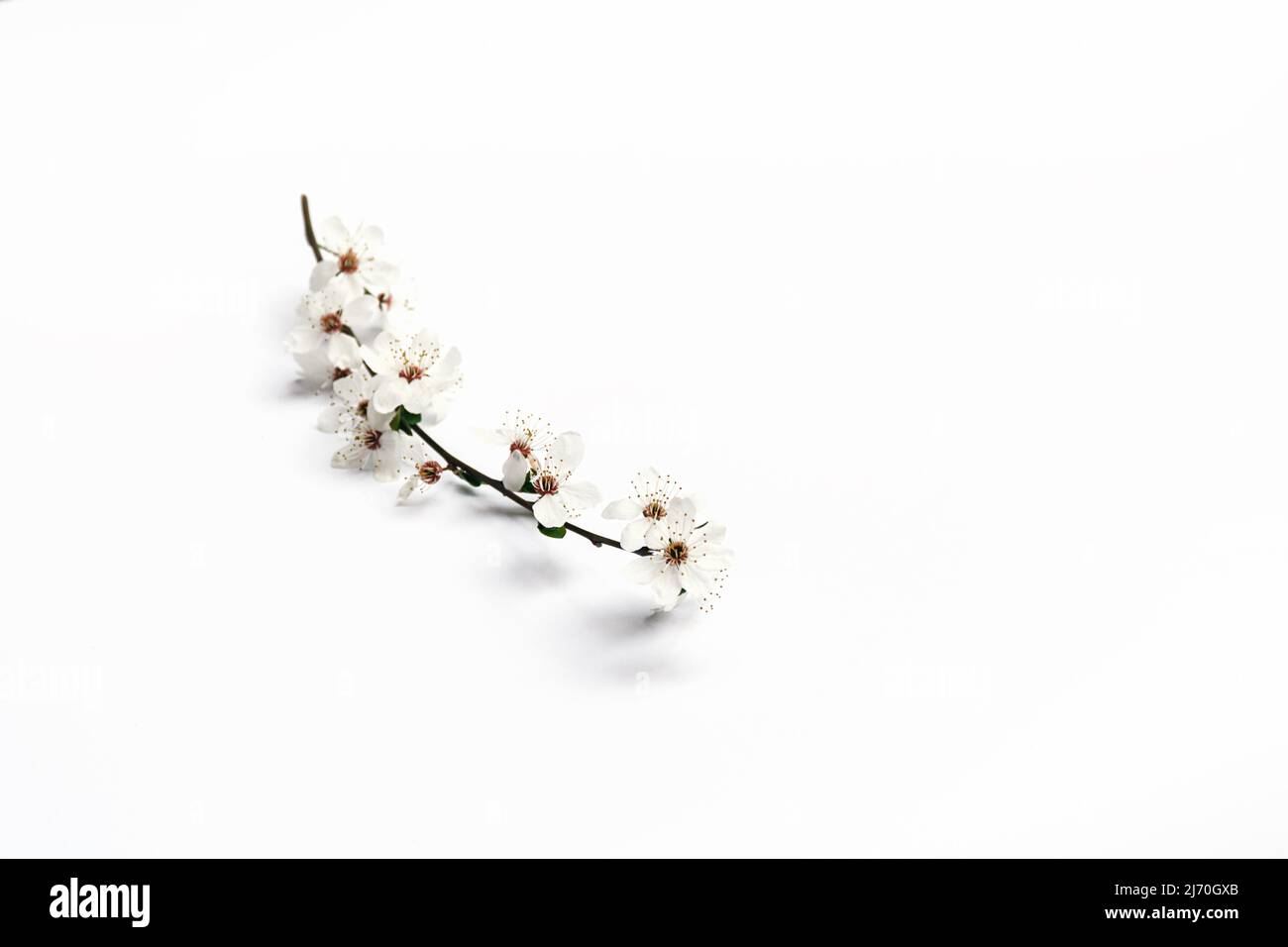 Fleurs de printemps délicates. Branche de cerisier avec de belles fleurs blanches sur fond blanc. Mise au point souple, espace de copie. Banque D'Images