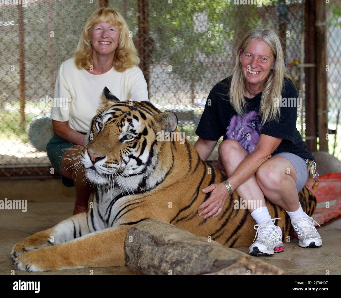 R-L VICKY KEAHEY ET SUSAN CANNON À IN-SYNC EXOTIC. AVEC TACOMA SAUVÉ COMME CUB. VICKY AVEC DES BÉNÉVOLES A SAUVÉ DES DIZAINES DE GRANDS CHATS DE PROPRIÉTAIRES PRIVÉS DANS TOUT L'ÉTAT . ON ESTIME QU'IL Y A AU MOINS DEUX FOIS PLUS DE TIGRES CAPTIFS AUX ÉTATS-UNIS (LA MAJORITÉ DES PRISONNIERS ÉLEVÉS AUX ÉTATS-UNIS) QUE L'ENSEMBLE DE LA POPULATION SAUVAGE DANS LE MONDE. PHOTO : GARY ROBERTS Banque D'Images