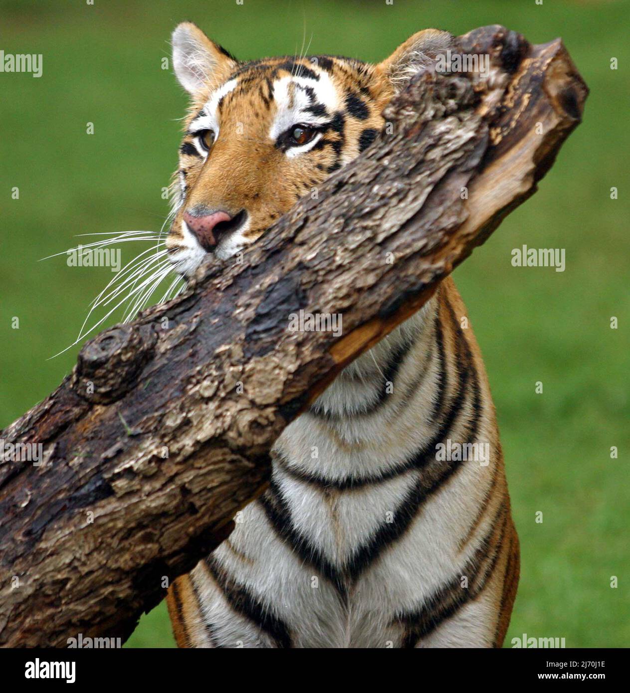 ZONE EXTÉRIEURE TIGER À L'EXOCTIC IN-SYNC. VICKY KEAHEY AVEC DES BÉNÉVOLES A SAUVÉ DES DIZAINES DE GROS CHATS DE PROPRIÉTAIRES PRIVÉS DANS TOUT L'ÉTAT . ON ESTIME QU'IL Y A AU MOINS DEUX FOIS PLUS DE TIGRES CAPTIFS AUX ÉTATS-UNIS (LA MAJORITÉ DES PRISONNIERS ÉLEVÉS AUX ÉTATS-UNIS) QUE L'ENSEMBLE DE LA POPULATION SAUVAGE DANS LE MONDE. PHOTO : GARY ROBERTS Banque D'Images