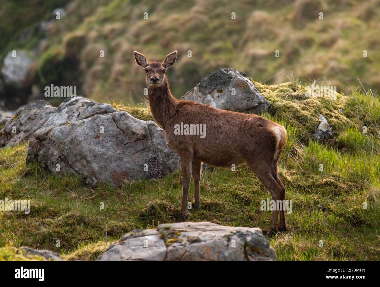 Curieux cerf rouge qui regarde la caméra dans les montagnes - Cervus elaphus Banque D'Images