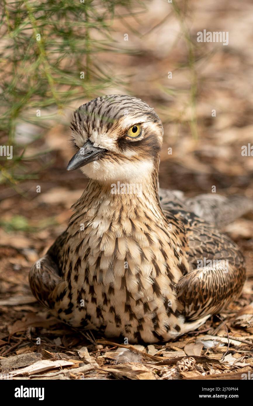 Curlew en pierre de Bush, Burhinus grallaus au sanctuaire de Serendip, près de Geelong, Victoria, Australie Banque D'Images