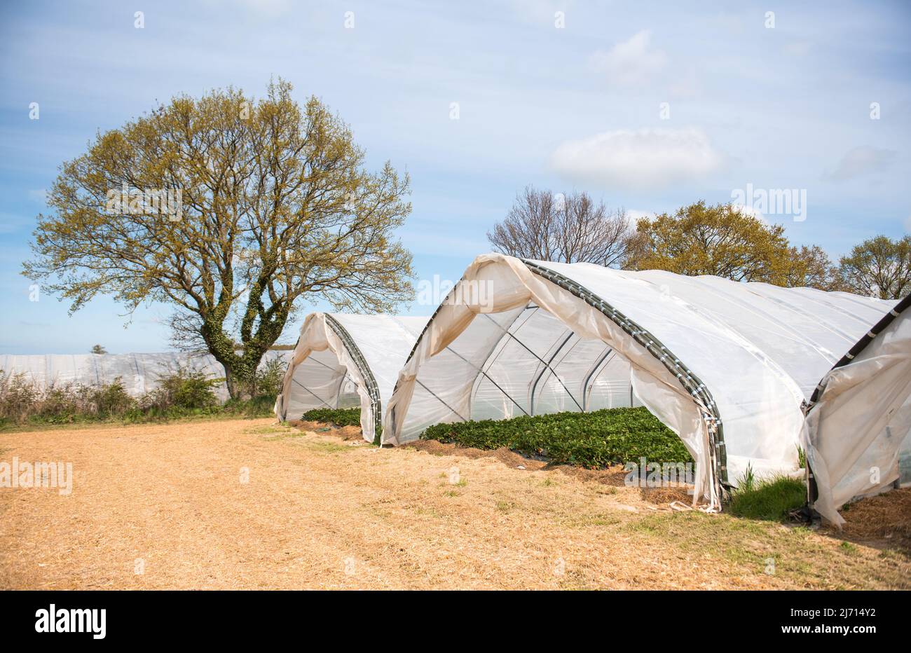 05 mai 2022, Schleswig-Holstein, Grömitz: Un tunnel de feuilles sur un champ avec les premières fraises mûres. La saison des fraises a commencé dans le Schleswig-Holstein. Photo: Daniel Bockwoldt/dpa Banque D'Images