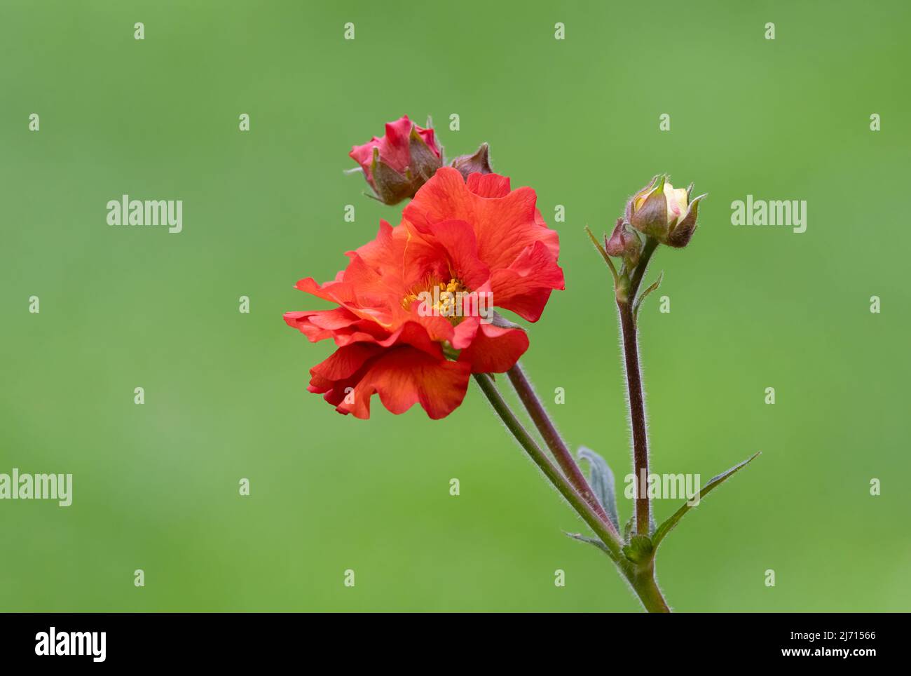 Une superbe fleur de Geum rouge photographiée sur un fond vert doux et Uni Banque D'Images