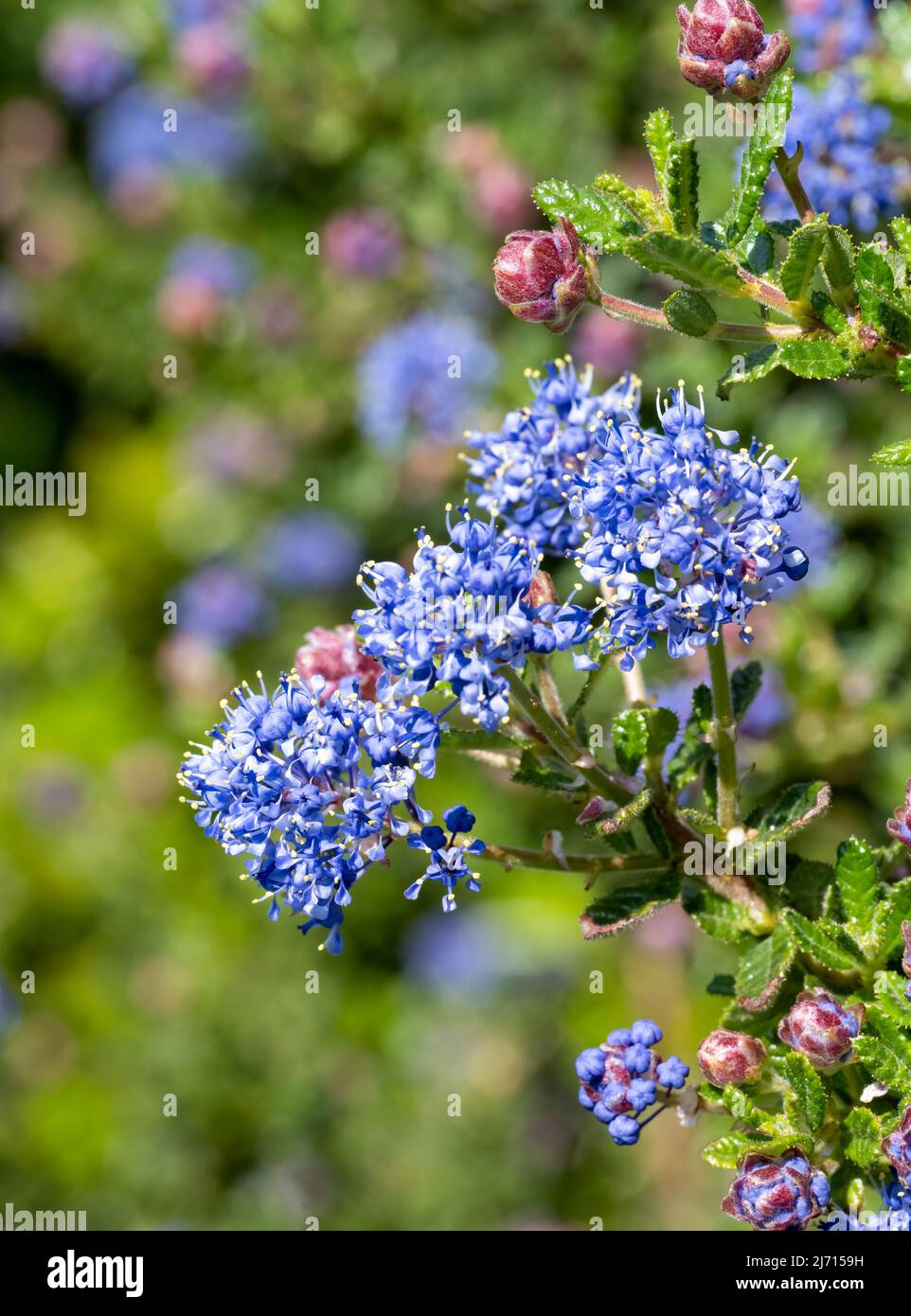 Gros plan d'un groupe de belles fleurs bleues d'un arbuste à feuilles persistantes Ceanothus (Ceanothus Concha). Banque D'Images