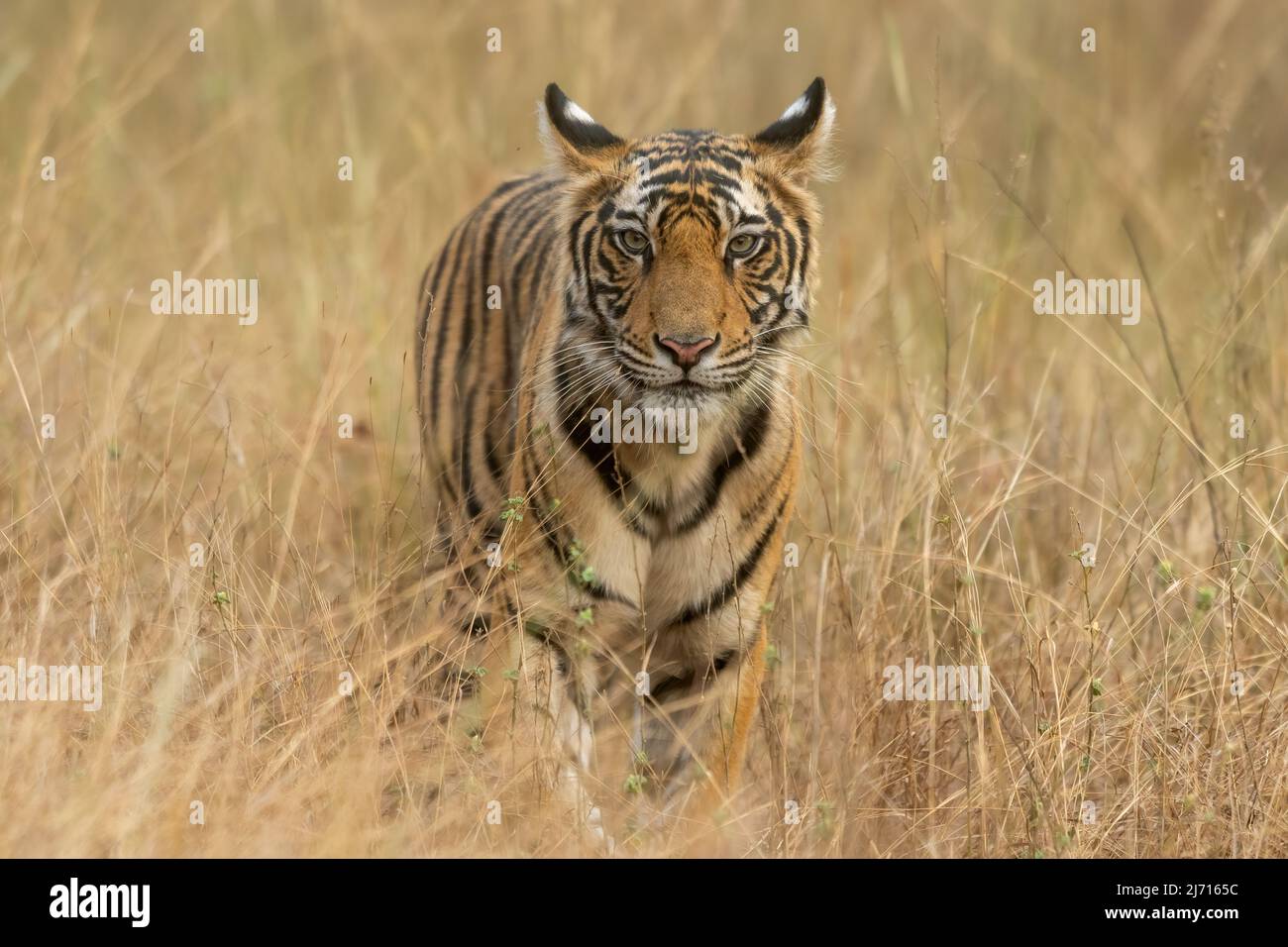 Portrait d'un tigre de sous-adulte debout dans l'herbe sèche au parc national Bandhavgarh, Inde Banque D'Images