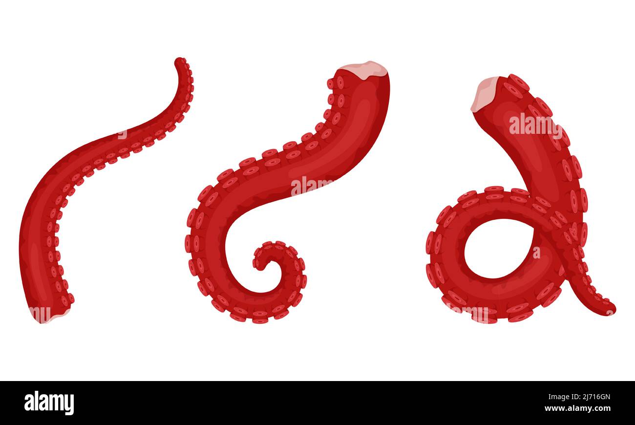 Tentacules de pieuvre fraîches et crues avec sucettes. Fruits de mer exotiques. Un animal marin. Style plat. Illustration à vecteur de couleur isolée sur fond blanc. Illustration de Vecteur